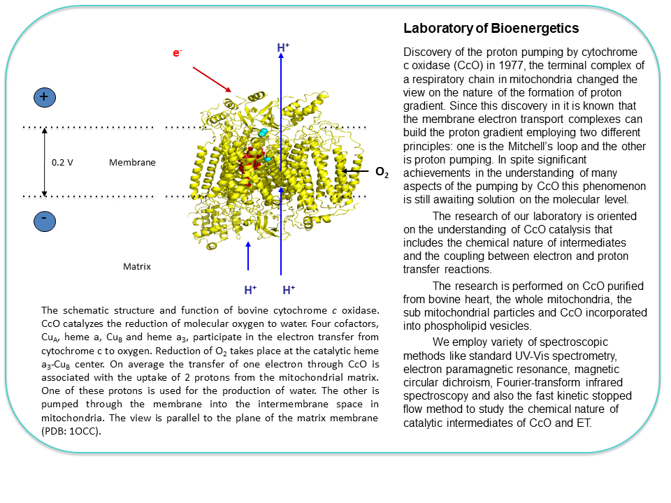 Laboratóriá / Laboratory of Bioenergetics - foto