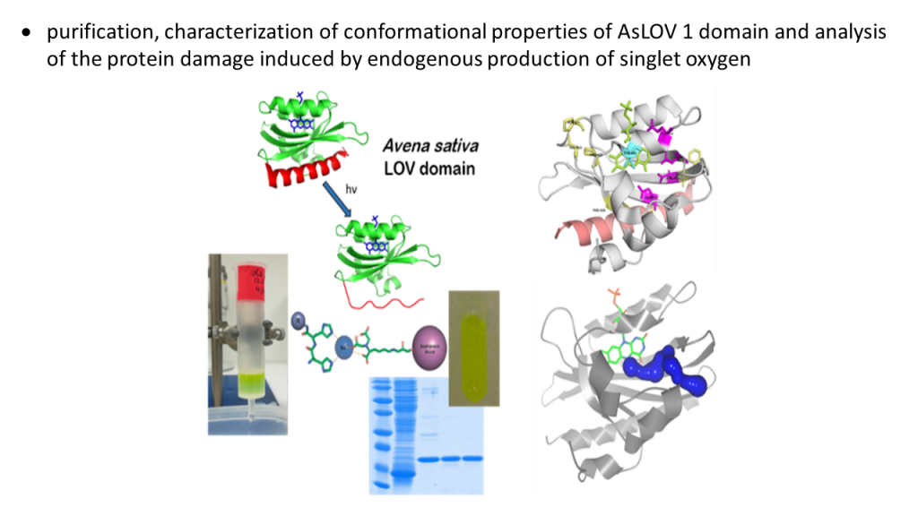 Laboratóriá / Laboratory of Protein Engineering - foto Laboratóriá / Laboratory of Protein Engineering - foto