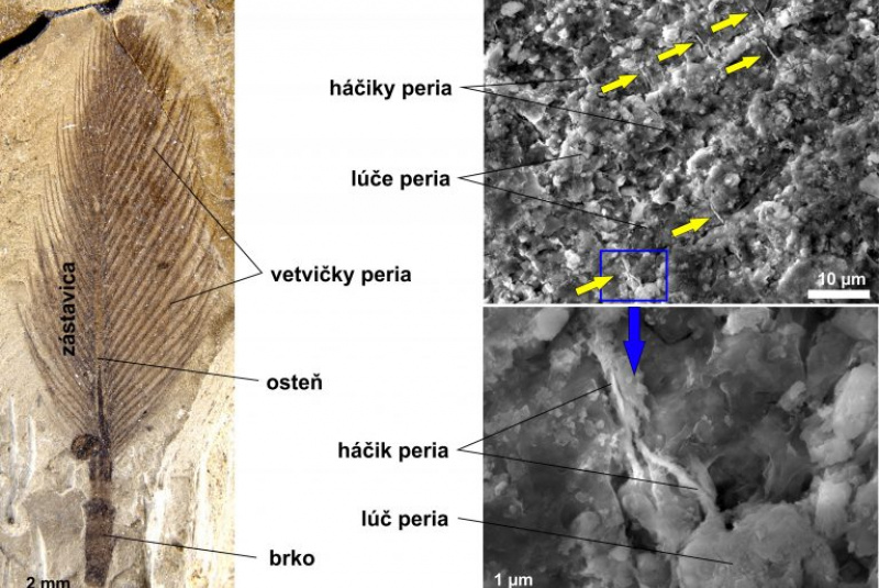 Novinky a články / Perie polárnych dinosaurov - foto Novinky a články / Perie polárnych dinosaurov - foto