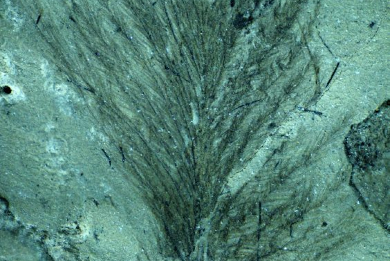 Novinky a články / Perie polárnych dinosaurov - foto Novinky a články / Perie polárnych dinosaurov - foto