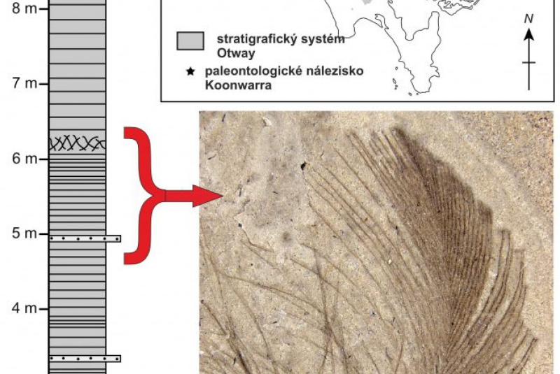 Novinky a články / Perie polárnych dinosaurov - foto Novinky a články / Perie polárnych dinosaurov - foto