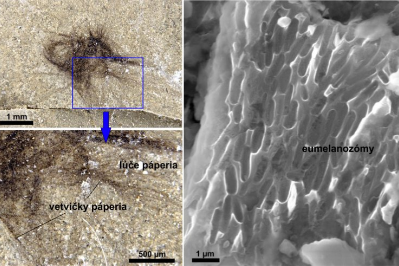 Novinky a články / Perie polárnych dinosaurov - foto Novinky a články / Perie polárnych dinosaurov - foto