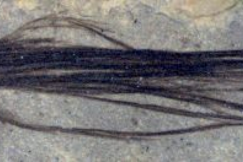 Novinky a články / Perie polárnych dinosaurov - foto Novinky a články / Perie polárnych dinosaurov - foto