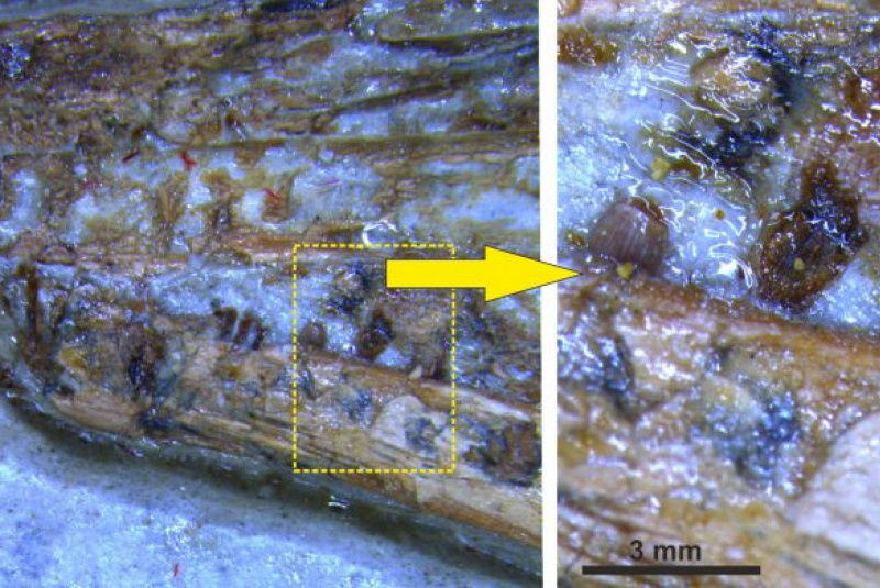 Novinky a články / Khinganornis a Kompsornis - foto Novinky a články / Khinganornis a Kompsornis - foto
