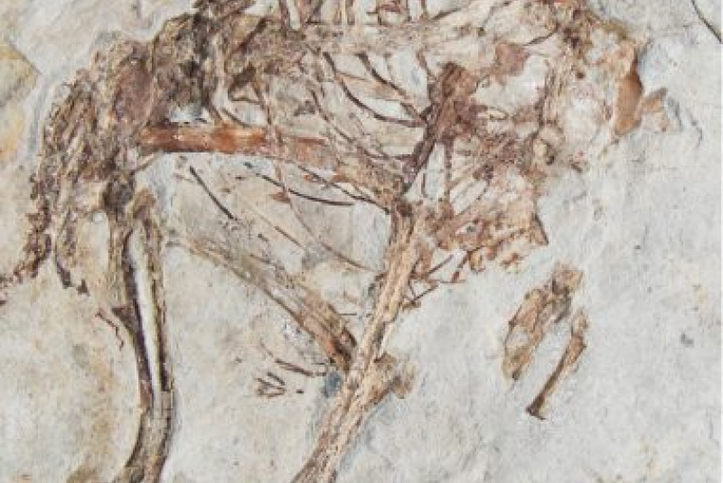 Novinky a články / Khinganornis a Kompsornis - foto Novinky a články / Khinganornis a Kompsornis - foto