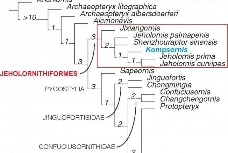 Novinky a články / Khinganornis a Kompsornis - foto Novinky a články / Khinganornis a Kompsornis - foto
