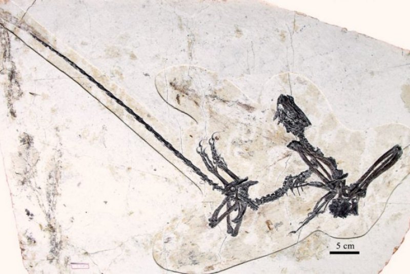 Novinky a články / Khinganornis a Kompsornis - foto Novinky a články / Khinganornis a Kompsornis - foto