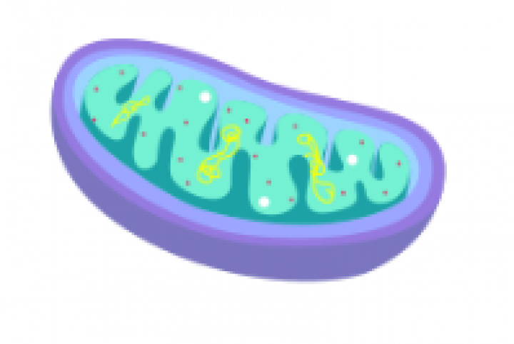Laboratórium bioenergetiky