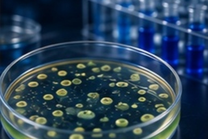 Laboratory of bacterial culture
