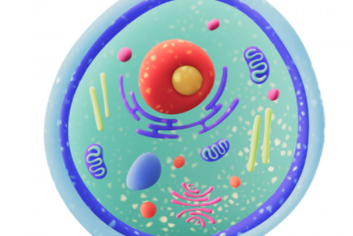 Laboratory of Cell Cultures